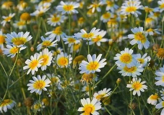 한국에서 진짜 보기 힘든 꽃_2.webp