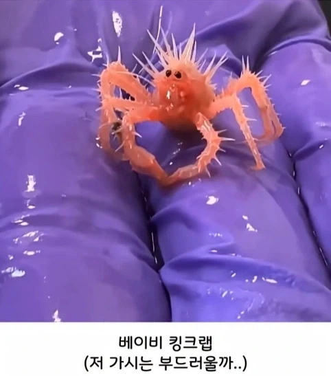 해양생물들 새끼 때 모습.jpg_1.webp