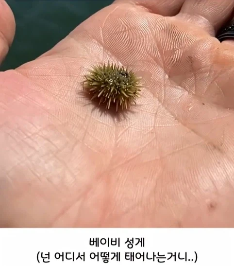 해양생물들 새끼 때 모습.jpg_3.webp