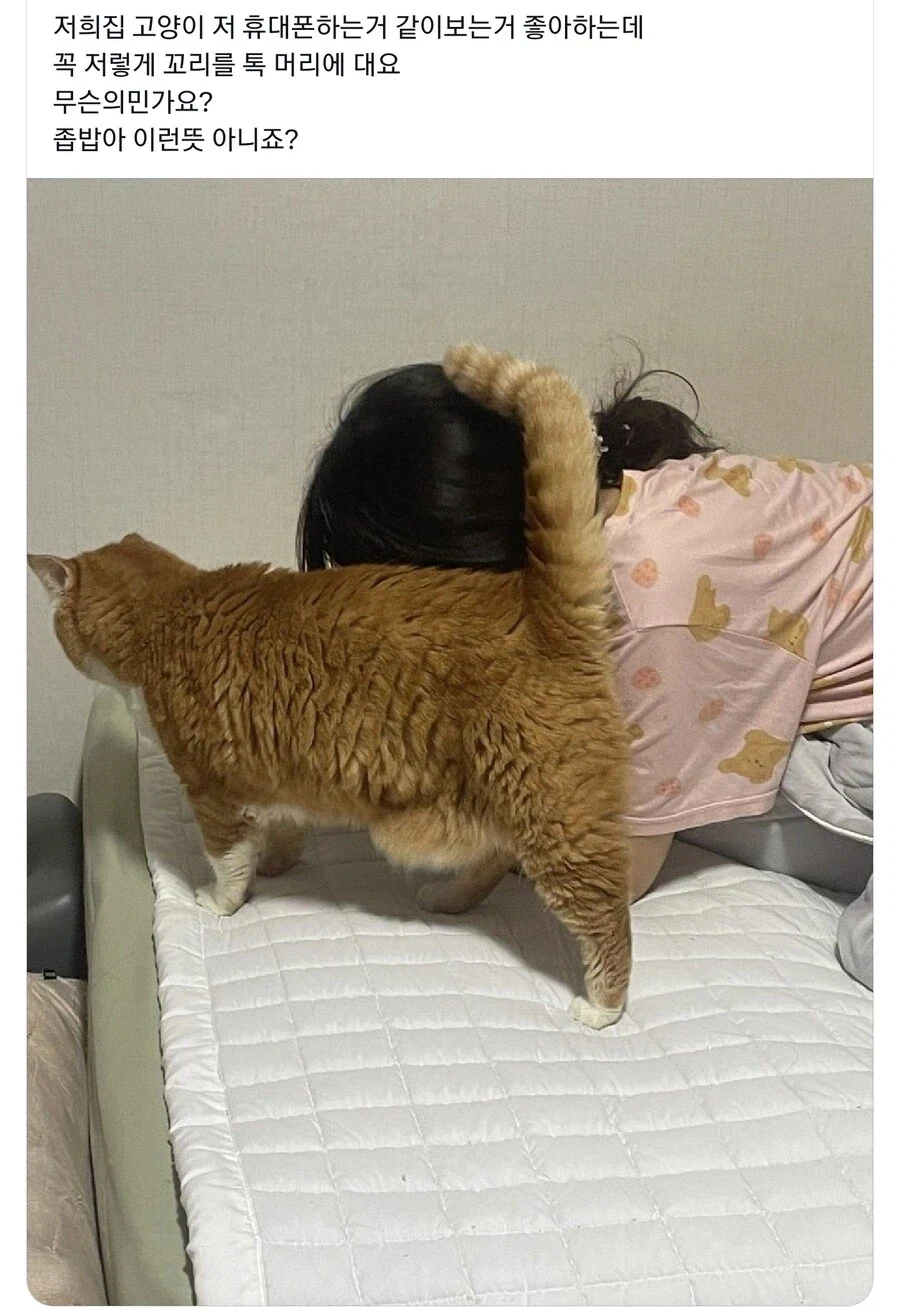 고양이의 어깨동무_1.webp
