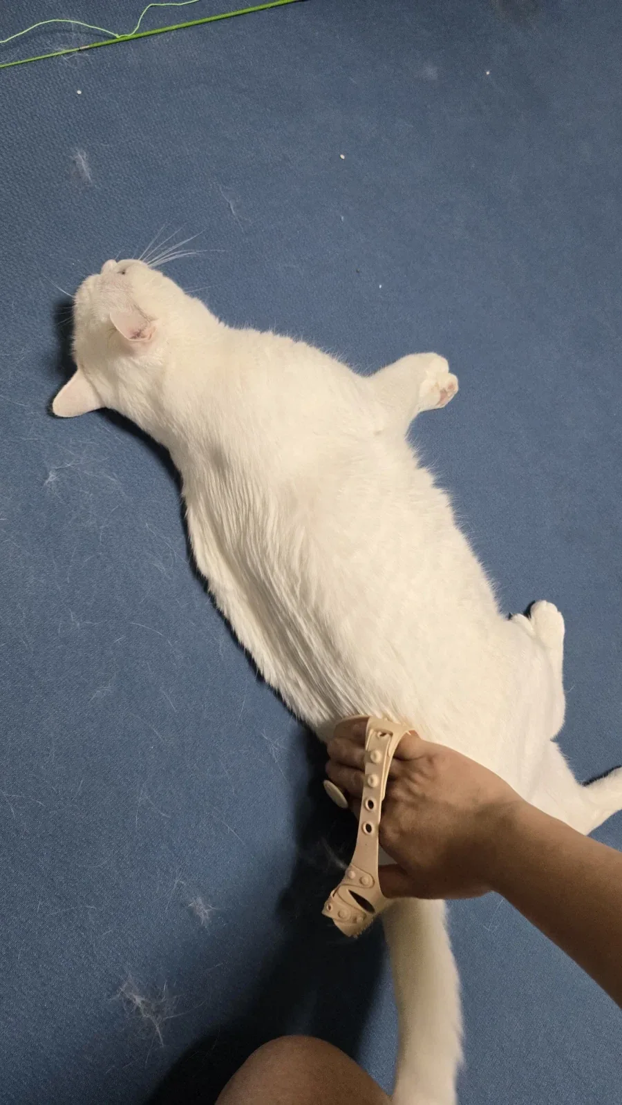 울집 흰냥이 하루 털뿜뿜 양_1.webp