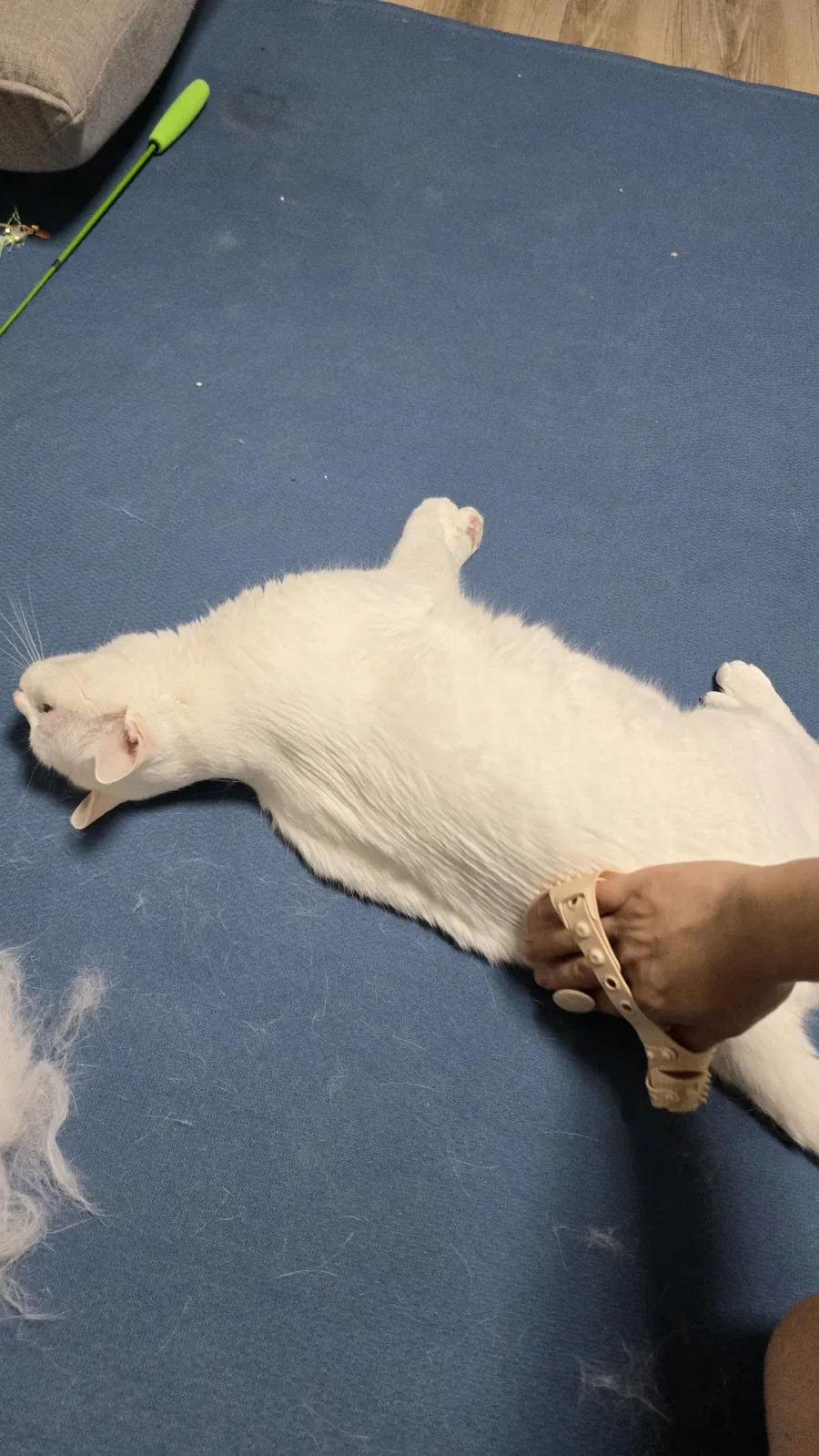 울집 흰냥이 하루 털뿜뿜 양_2.webp