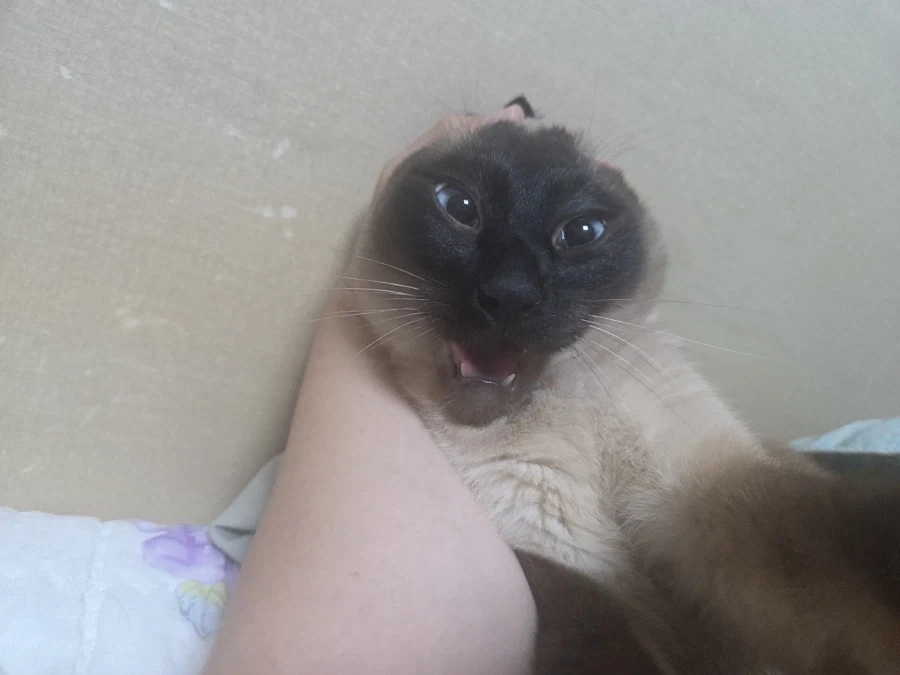솔직히 말해서 난 너무 귀엽고 잘생겼어~~_6.webp
