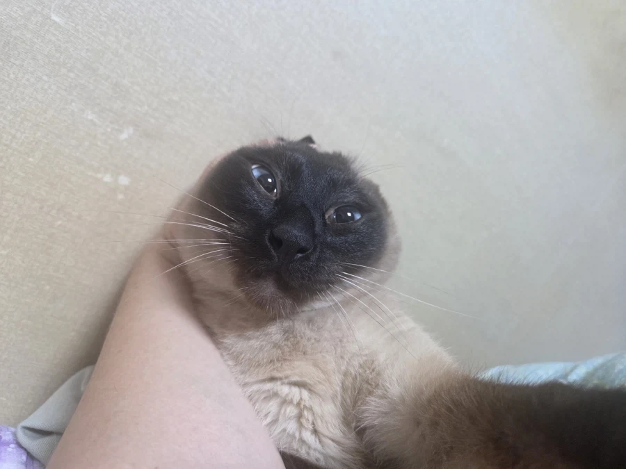 솔직히 말해서 난 너무 귀엽고 잘생겼어~~_7.webp