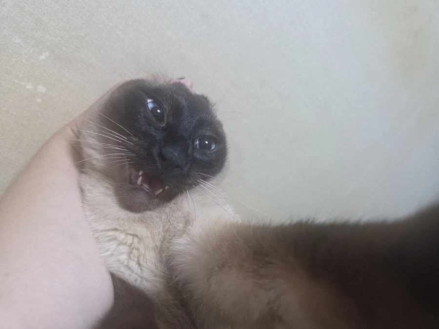 솔직히 말해서 난 너무 귀엽고 잘생겼어~~_8.webp