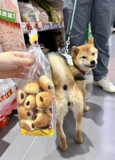 강아지와 닮은 빵을 샀다_1.webp