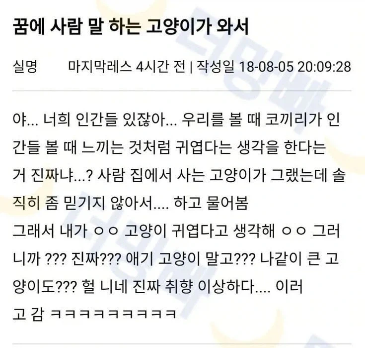 꿈에 사람 말 하는 고양이가 와서_1.webp