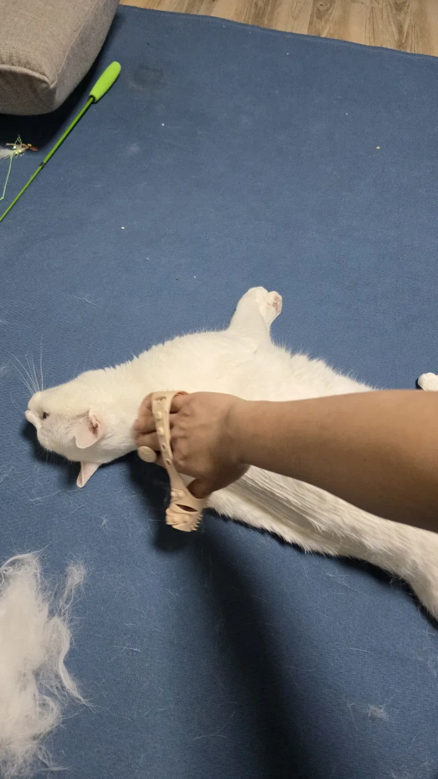 울집 흰냥이 하루 털뿜뿜 양_4.webp