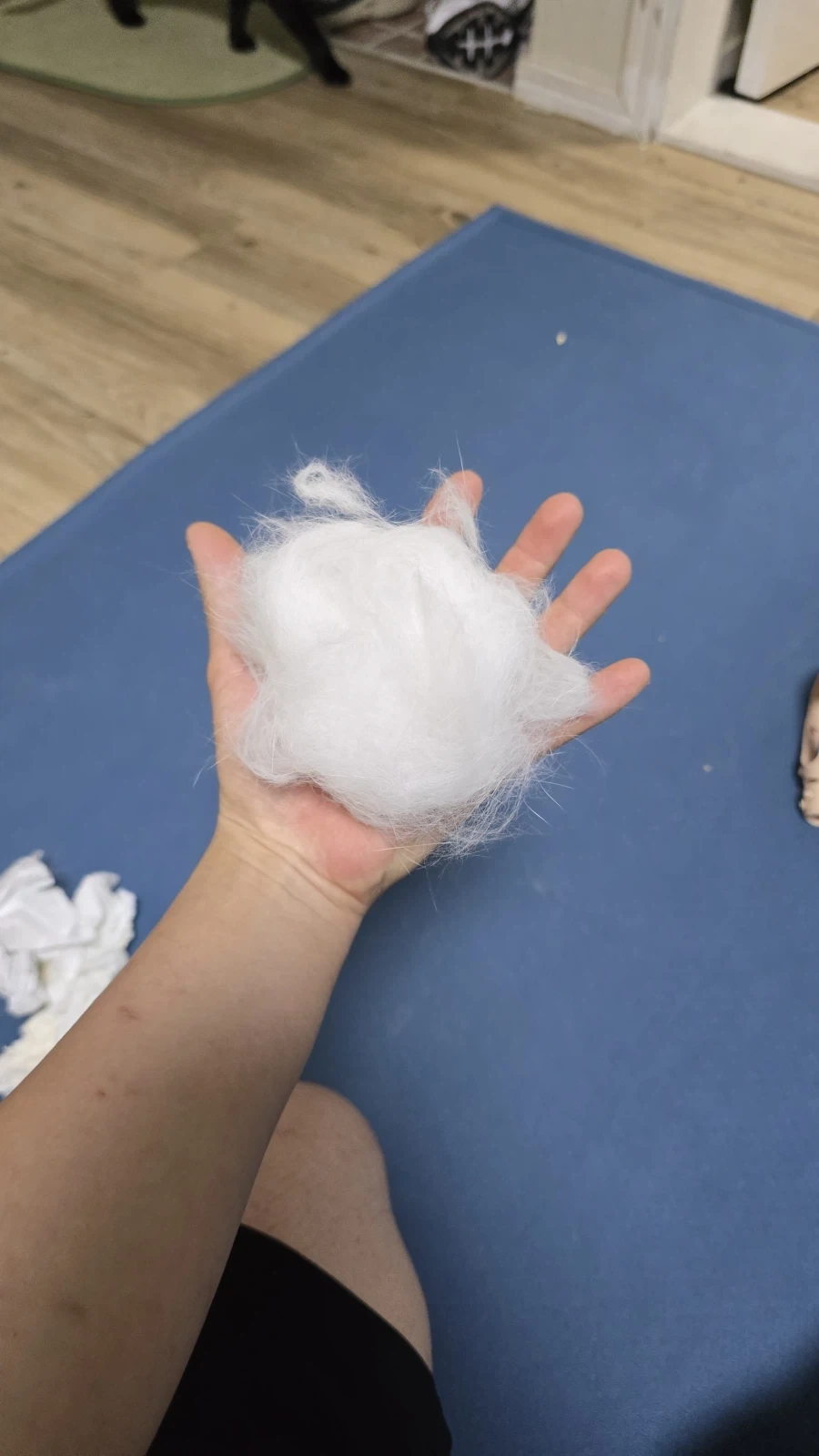 울집 흰냥이 하루 털뿜뿜 양_6.webp