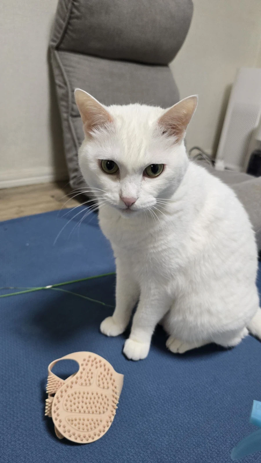 냥이 안키우는 사람들은 모르는 고양이 하루 털 뿜뿜양_1.webp