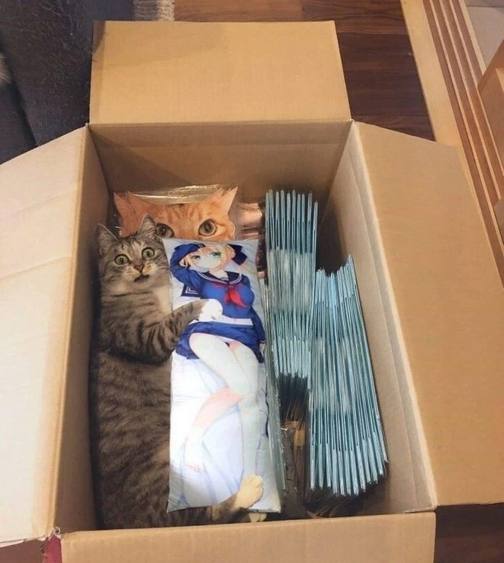 집사의 여자친구가 맘에 들었던 고양이_1.webp