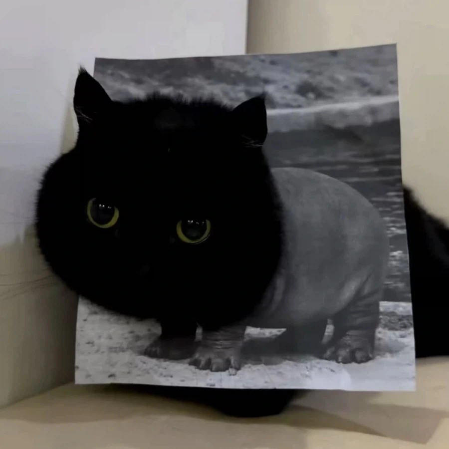 집사의 조회수에 이용되는 검냥이..._1.webp