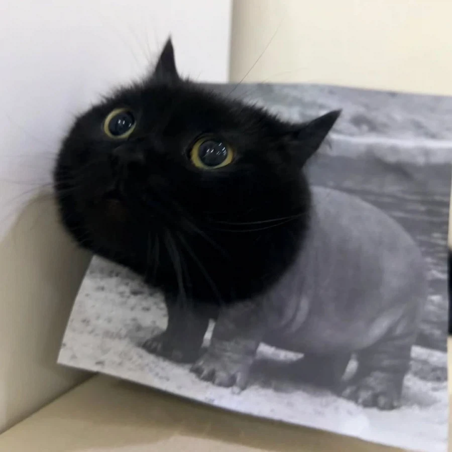 집사의 조회수에 이용되는 검냥이..._2.webp