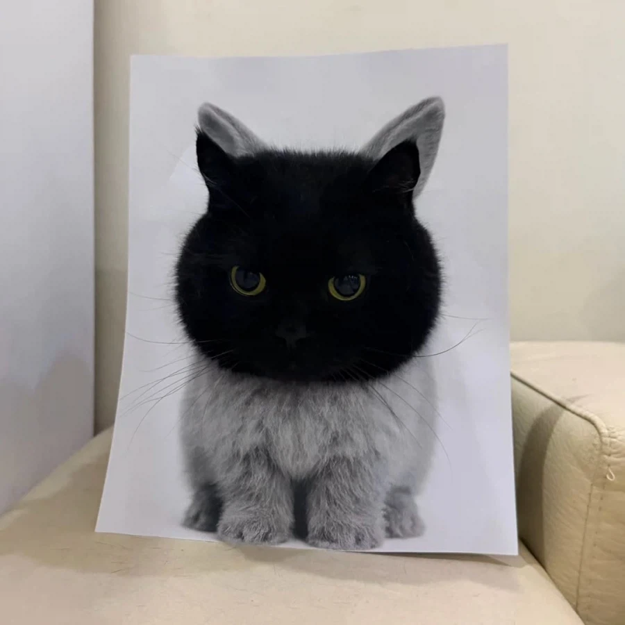 집사의 조회수에 이용되는 검냥이..._5.webp