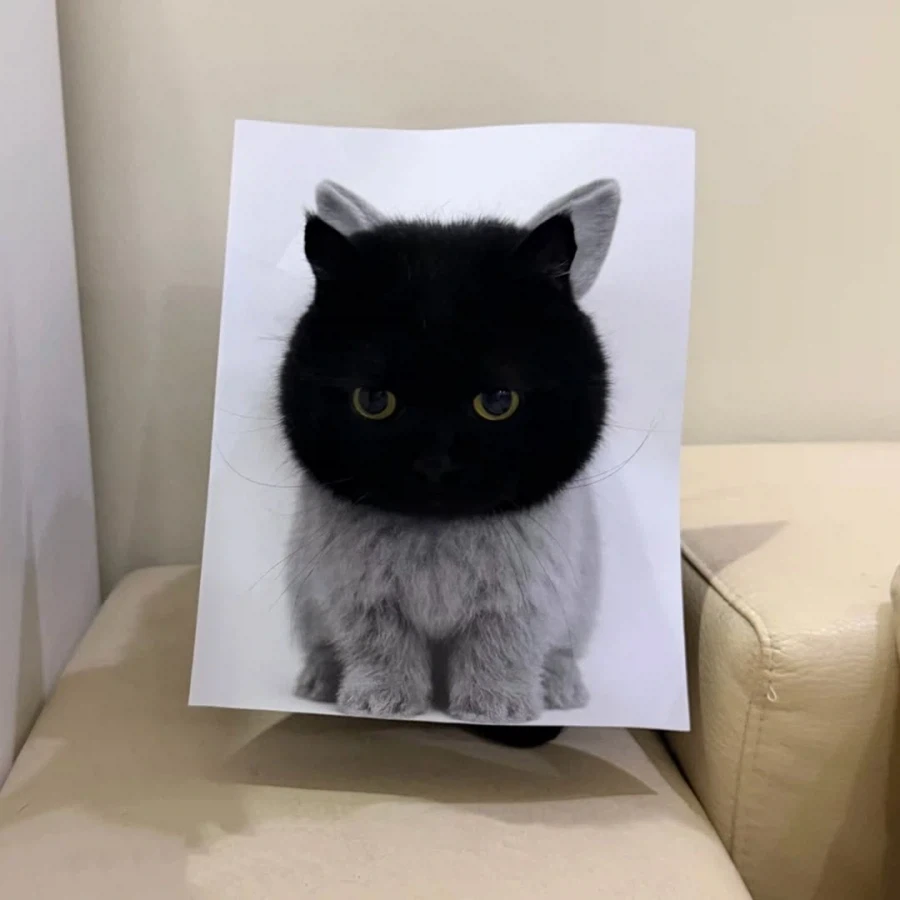 집사의 조회수에 이용되는 검냥이..._6.webp