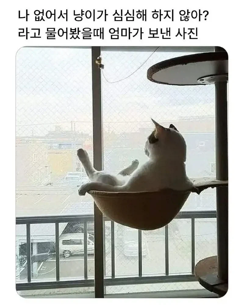 엄마 : 고양이는 잘지내고있다_1.webp