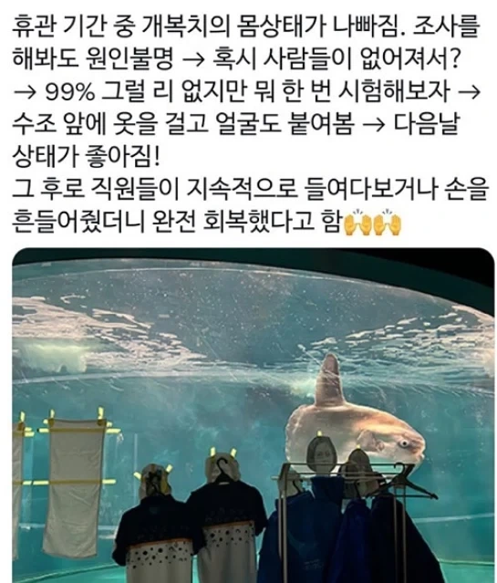 손님이 없어 우울증이 온 개복치.jpg_1.webp