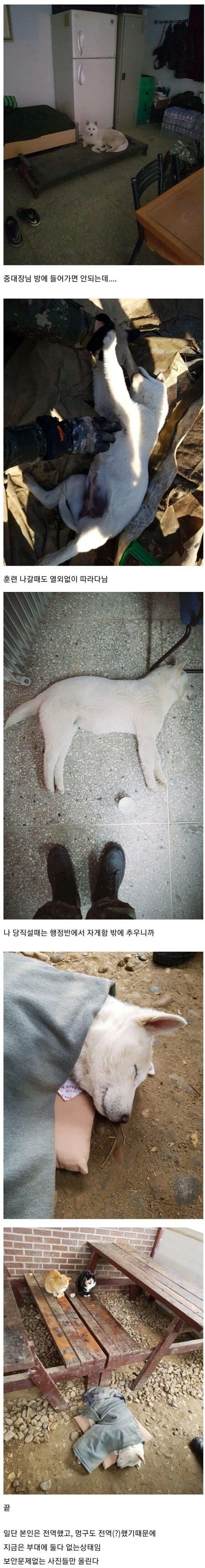 부대에 나타난 댕댕이_2.webp