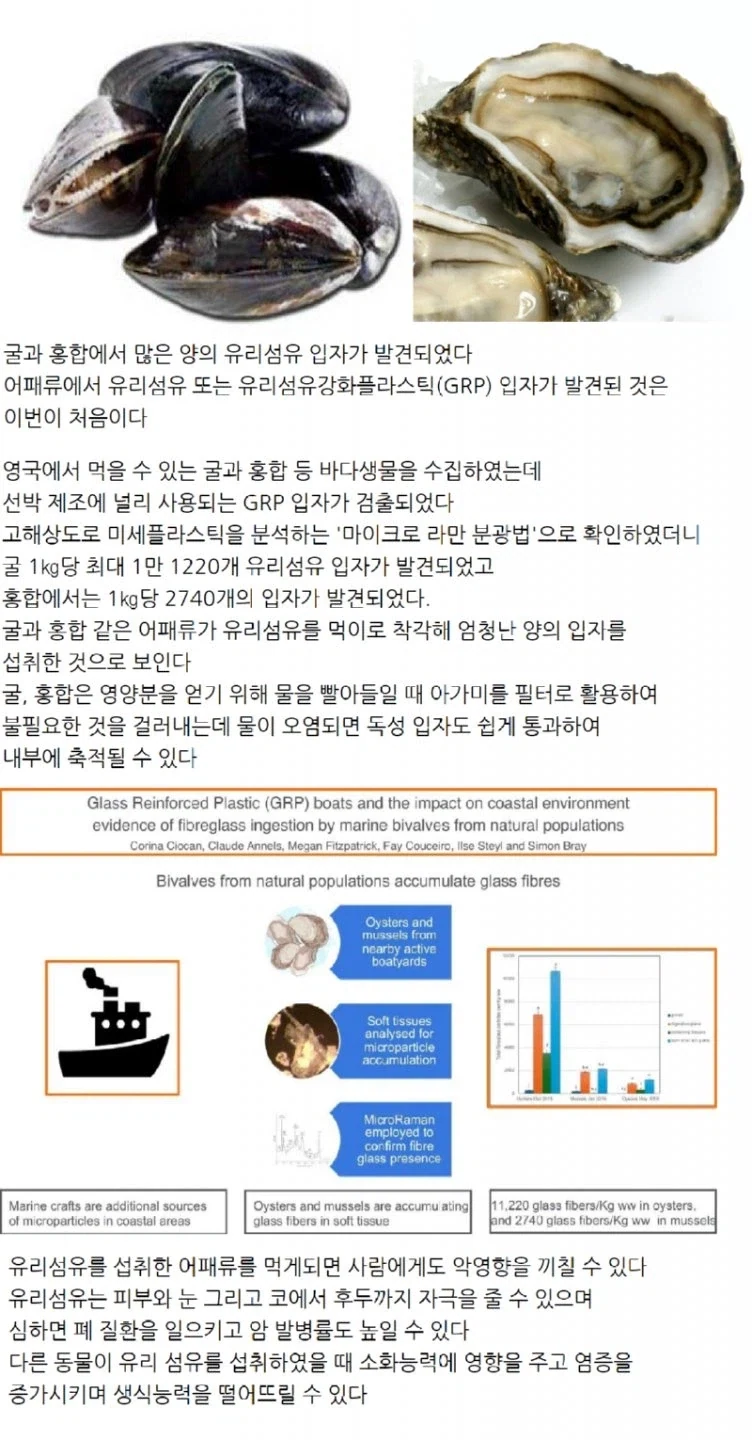 굴, 홍합에서 유리섬유 입자 발견 jpg._1.webp