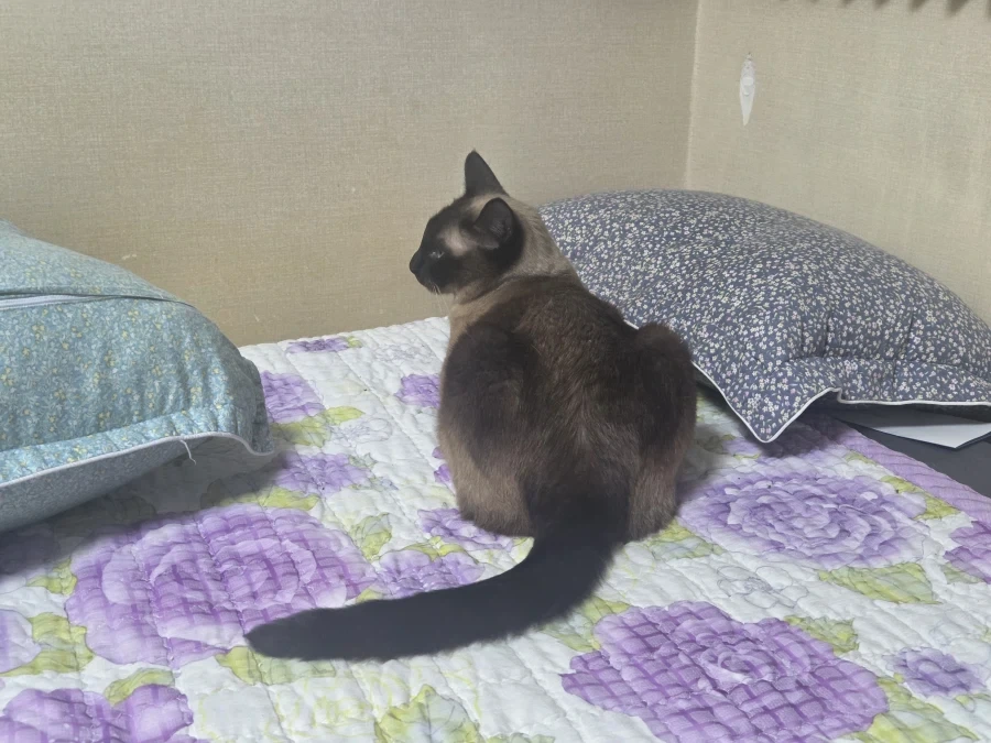 집사에게 다가와서 달라붙는 고양이_1.webp