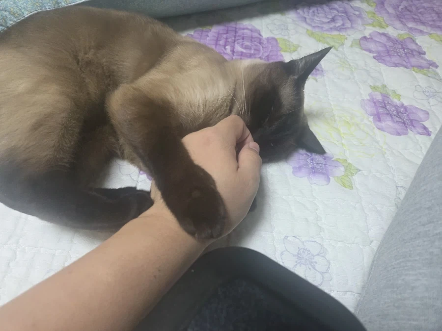 집사에게 다가와서 달라붙는 고양이_2.webp