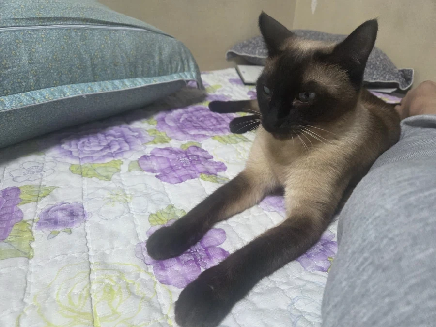 집사에게 다가와서 달라붙는 고양이_3.webp