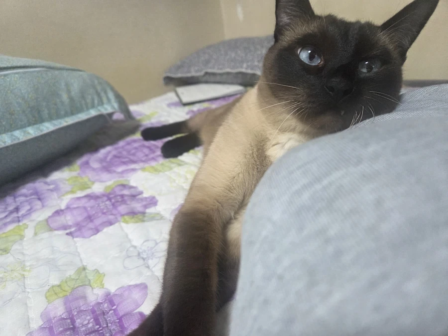 집사에게 다가와서 달라붙는 고양이_4.webp