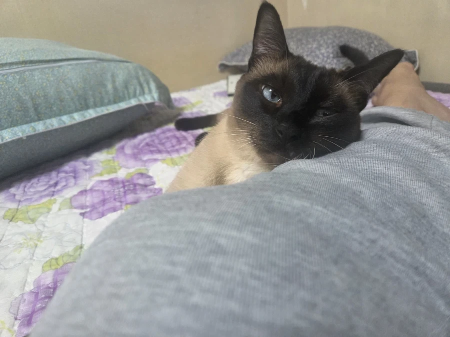 집사에게 다가와서 달라붙는 고양이_5.webp