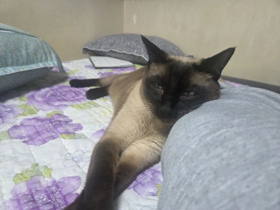 집사에게 다가와서 달라붙는 고양이_6.webp