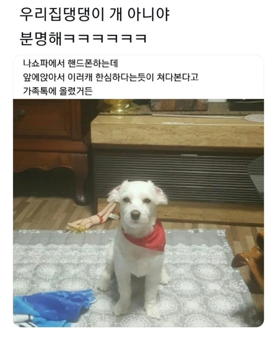 우리집 댕댕이 개 아니야 분명해_1.webp