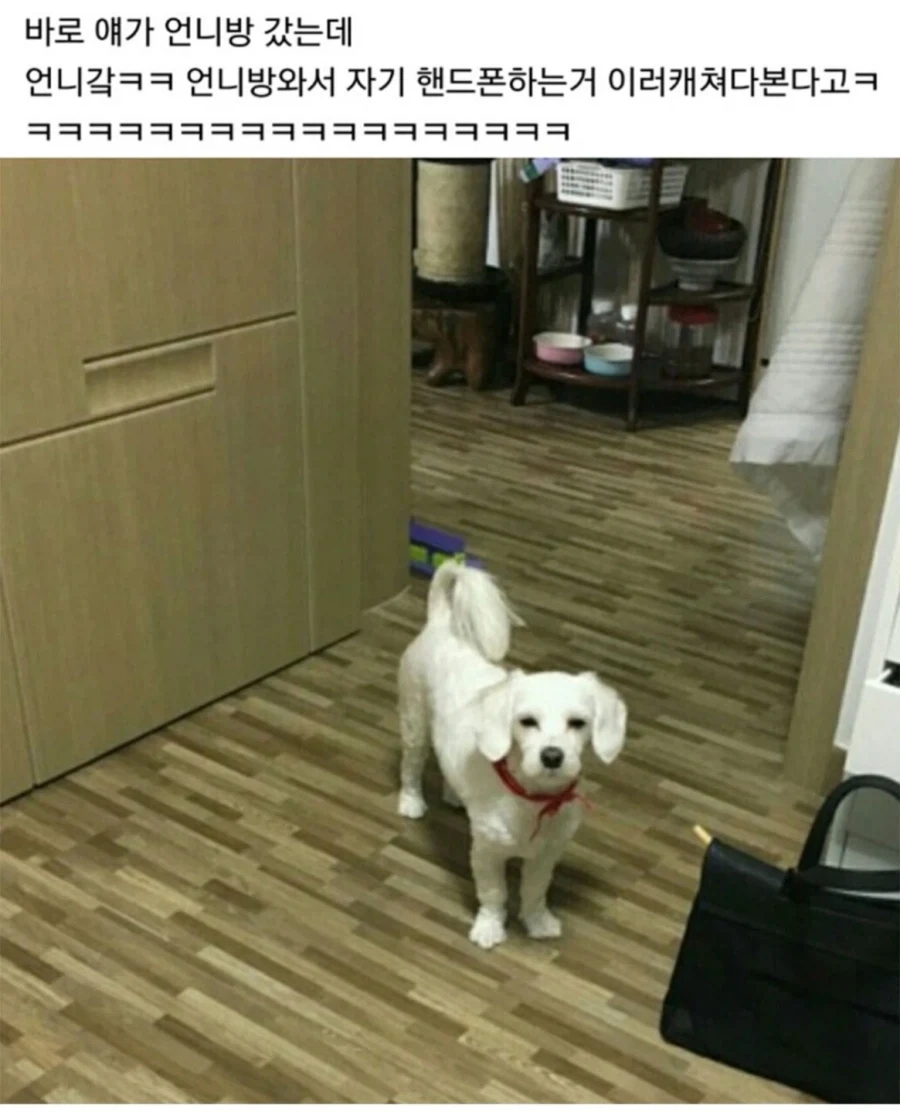 우리집 댕댕이 개 아니야 분명해_2.webp