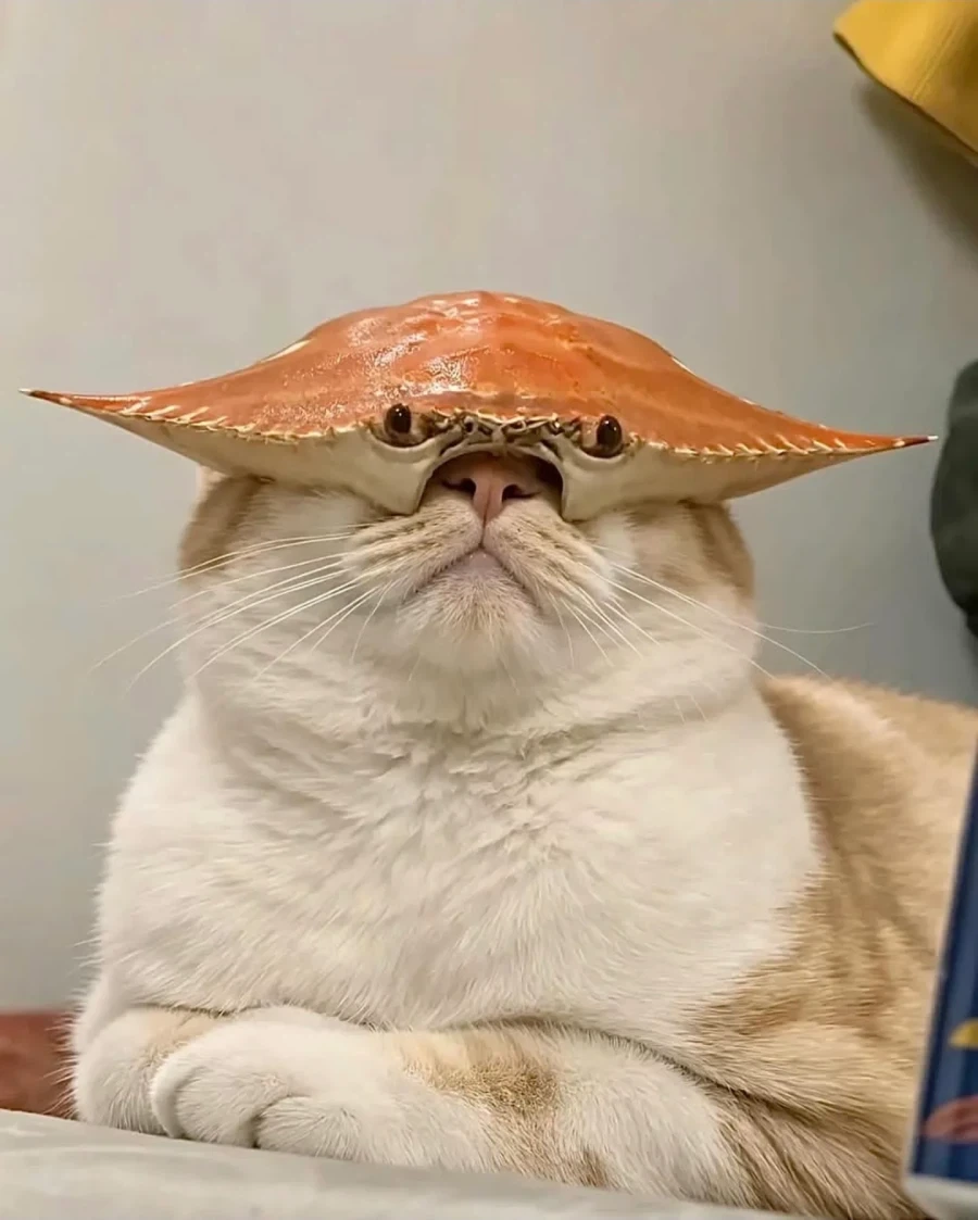 고양이가 ㅂㅅ같은 게_1.webp