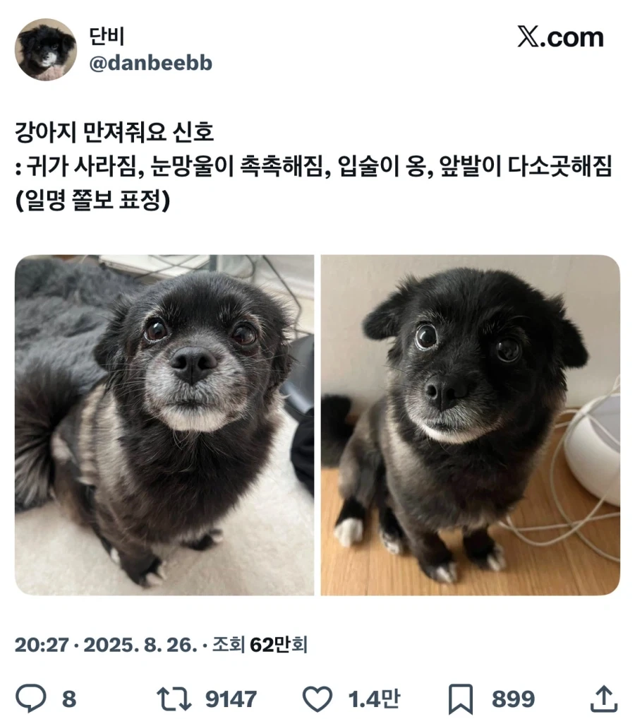 강아지 만져줘요 신호_1.webp