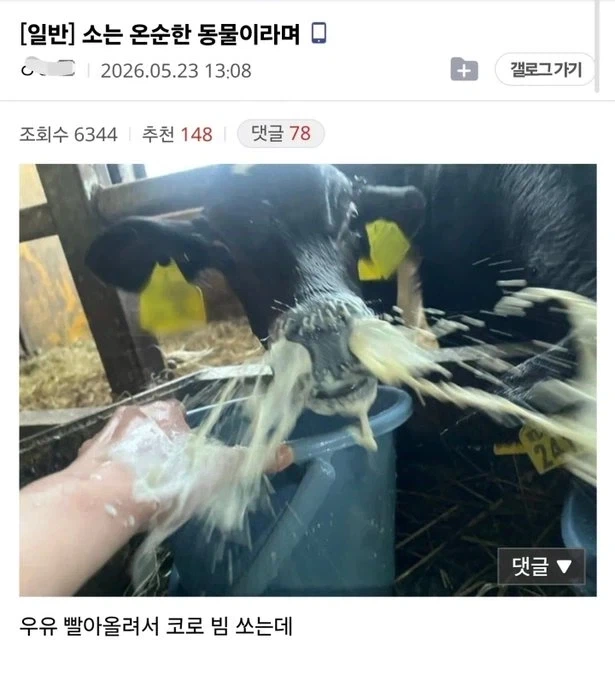 ??? : 소는 온순한 동물 아녔음???_1.webp