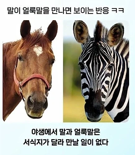 유머 655 페이지 | TOONZIP 이미지 9