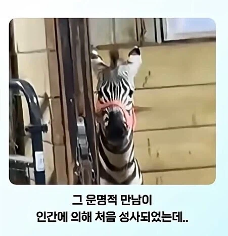 전신 문신충을 본 말의 반응_2.webp