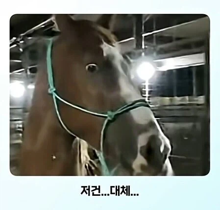 전신 문신충을 본 말의 반응_6.webp