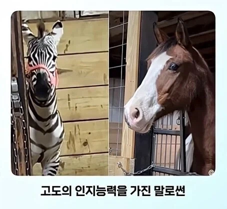 전신 문신충을 본 말의 반응_7.webp