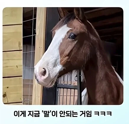전신 문신충을 본 말의 반응_8.webp