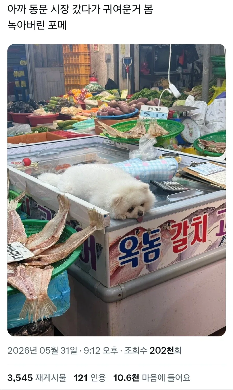 녹아버린 포메.x_1.webp