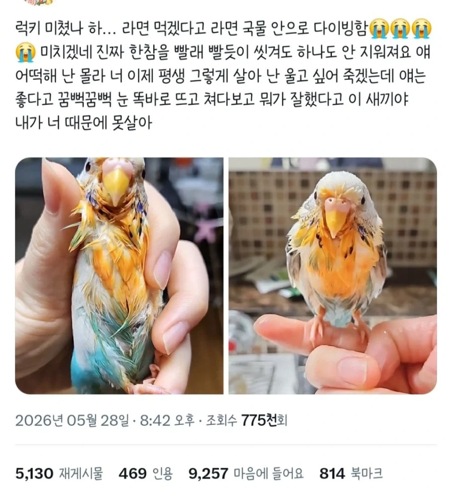 주인이 먹는 라면 빼앗아 먹겠다고 다이빙한 앵무새_1.webp