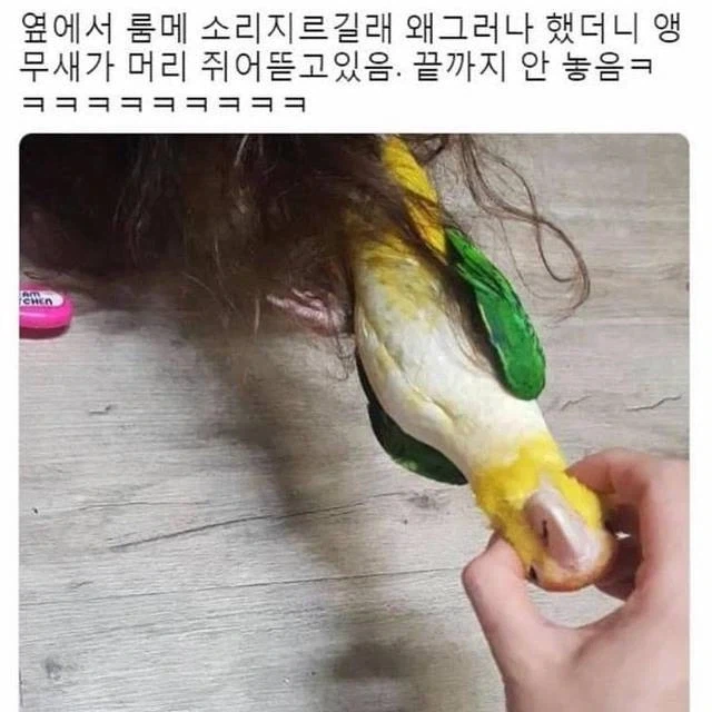 룸메랑 앵무새랑 머리채잡고 싸움.jpg_1.webp