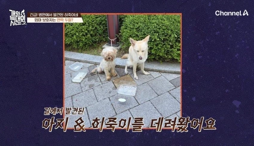 말 잘듣는 애니멀호더_5.webp