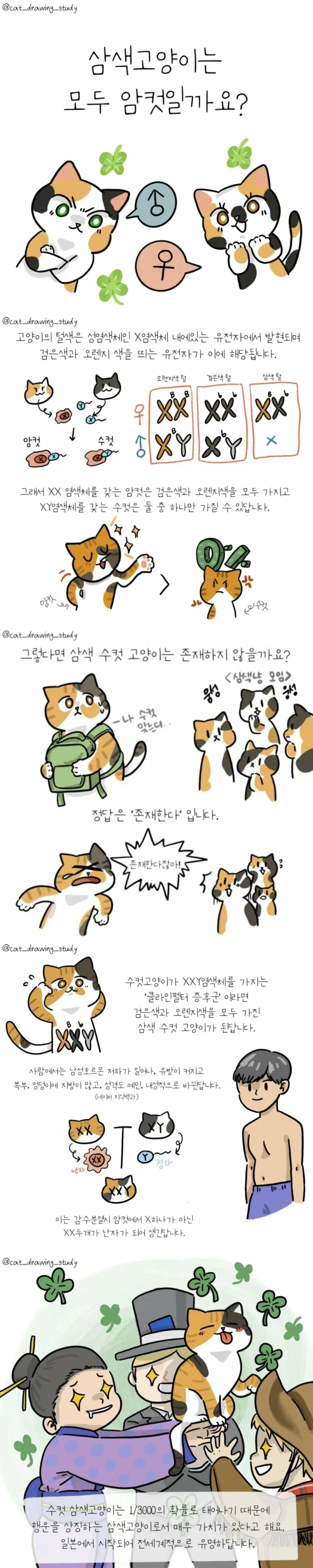 3000분의 1확률로 태어난다는 삼색 남자고양이.jpg_1.webp