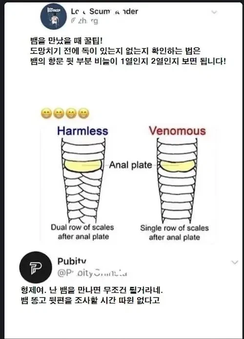 뱀을 만났을때 꿀팁!_1.webp