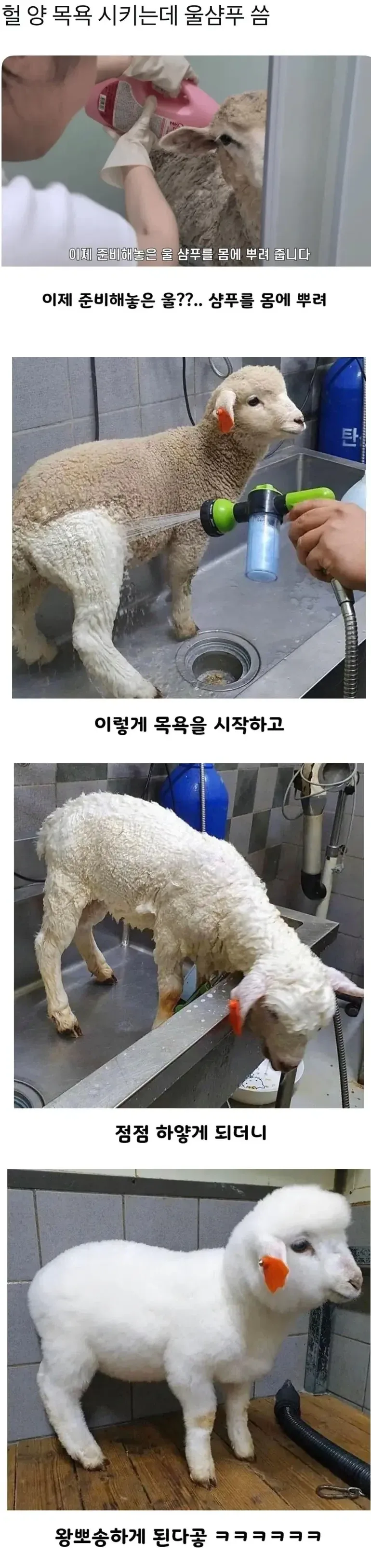 양 목욕시키는데 울 샴푸 씀.jpg_1.webp