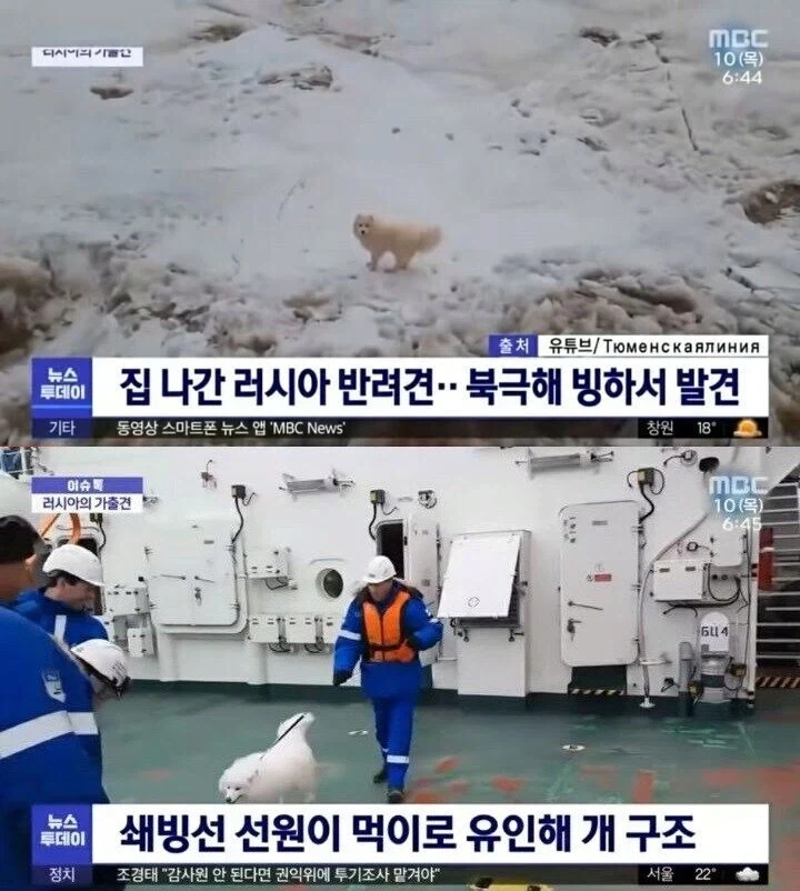 북극해 빙하에서 발견된 강아지_1.webp