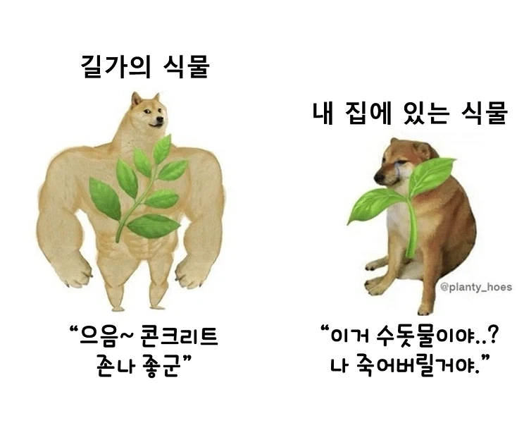 밖에서 사는 식물들 특.png_1.webp