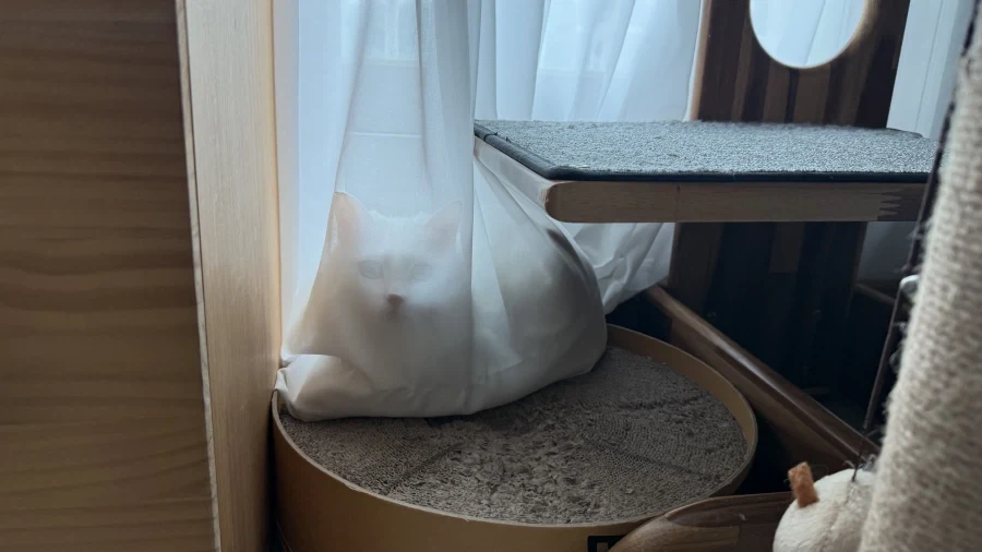 나름 숨었다고 생각하는 중_1.webp