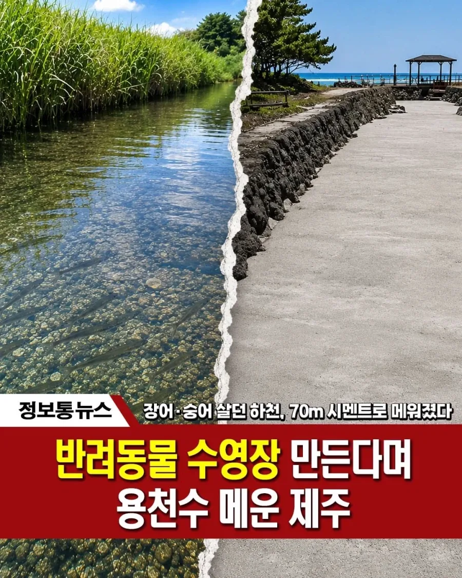 제주 하천에 공구리 친이유....._2.webp